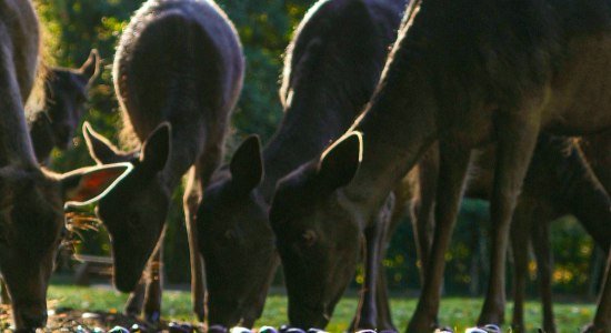 Dammwild freut sich über Kastanien, © Wildpark Müden GmbH